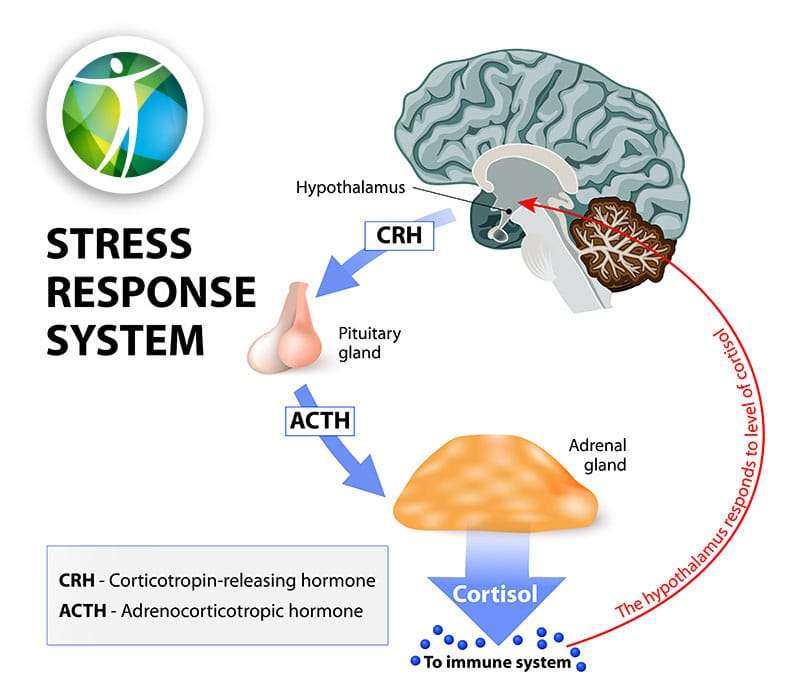 graphic of Stress Response System